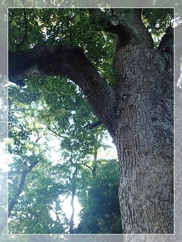 ブログP6030051-s-20180614こぴ.JPG