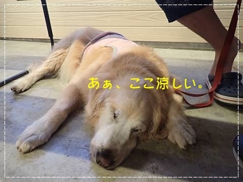 ブログP7210027-s-20180724こぴ.JPG