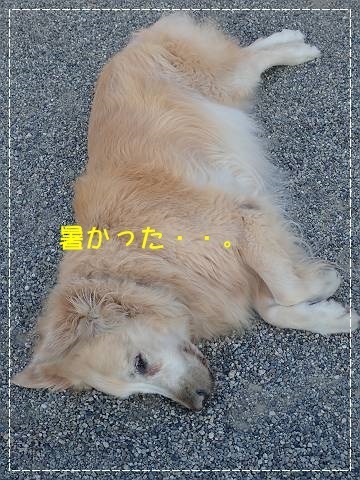 ブログP7220030-s-20180724こぴ.JPG