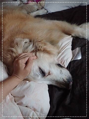 ブログP9040066-s-20180904こぴ.JPG