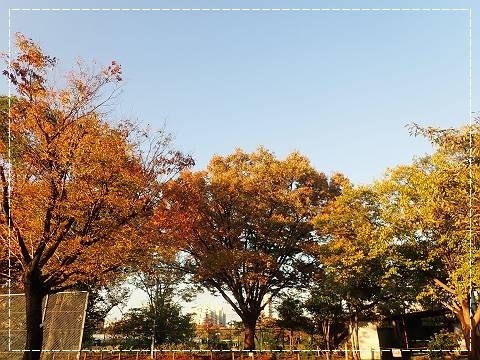 ブログPB100028-s-20181110こぴ.JPG